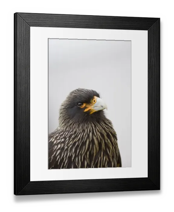 Framed Print : Striated Caracara Phalcoboenus australis (Johnny Rook) Sea Lion Island Falklands Framed Print : Striated Caracara Phalcoboenus australis (Johnny Rook) Sea Lion Island Falklands