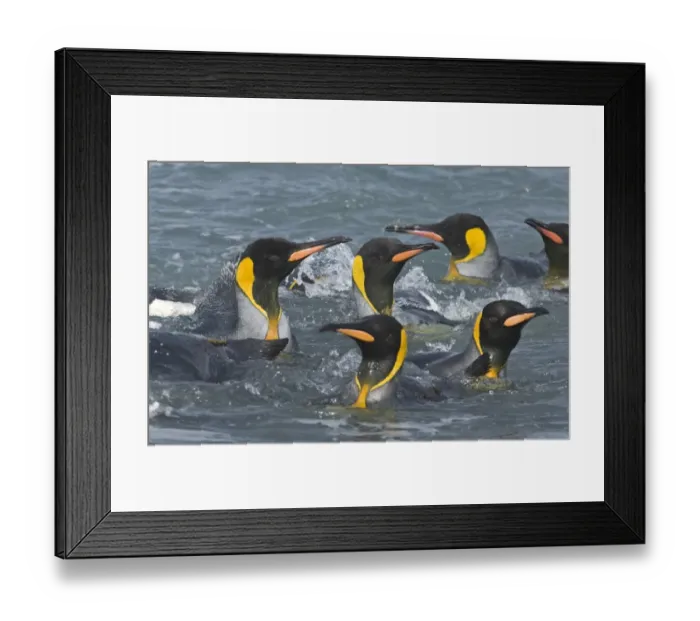 Framed Print : 004217 Framed Print : 004217