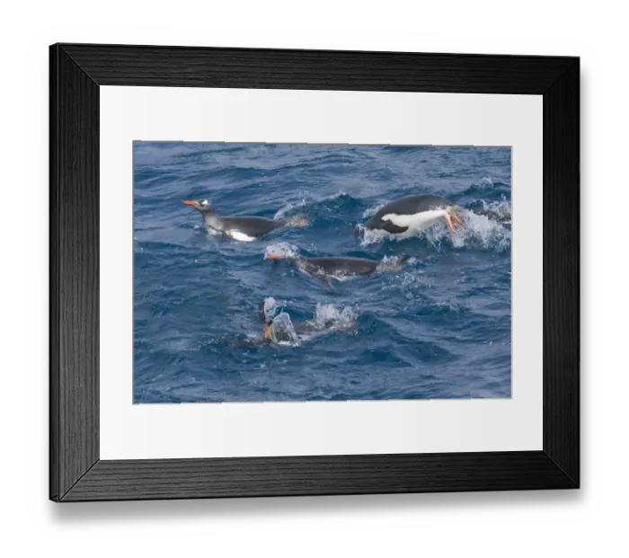 Framed Print : Gentoo Penguins Pygoscelis papua South Georgia Antarctica October Framed Print : Gentoo Penguins Pygoscelis papua South Georgia Antarctica October