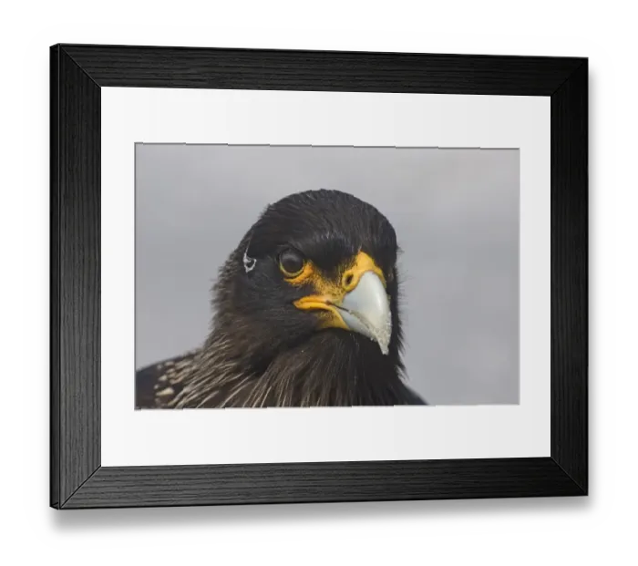 Framed Print : Striated Caracara Phalcoboenus australis (Johnny Rook) Sea Lion Island Falklands Framed Print : Striated Caracara Phalcoboenus australis (Johnny Rook) Sea Lion Island Falklands