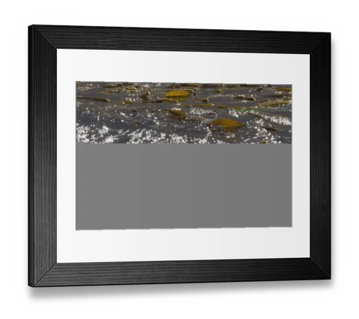 Framed Print : Kelp on surface of sea off Sea Lion Island falklands Framed Print : Kelp on surface of sea off Sea Lion Island falklands