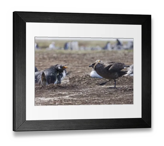 Framed Print : Gentoo Penguin Pygoscelis papua fending off Brown Skua on Sea Lion Island Falklands Framed Print : Gentoo Penguin Pygoscelis papua fending off Brown Skua on Sea Lion Island Falklands