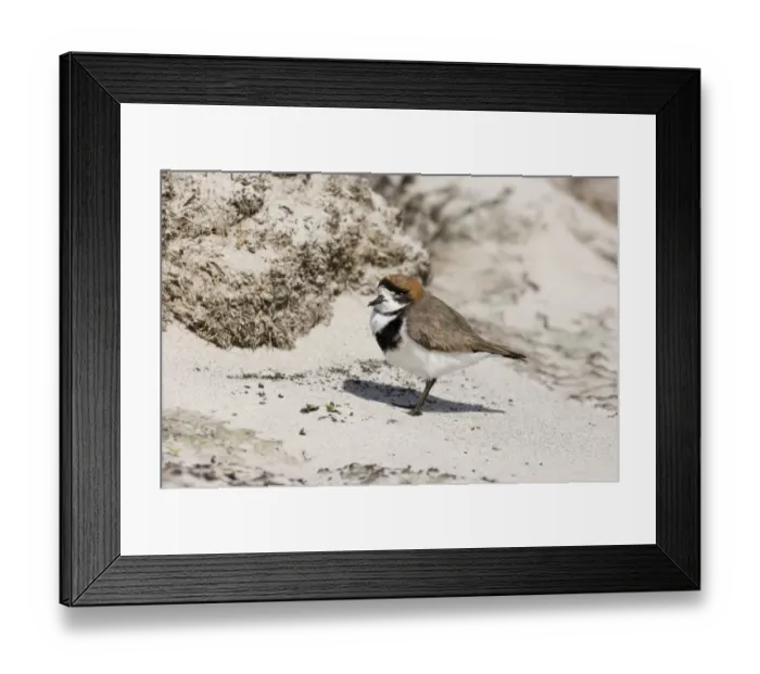 Framed Print : Two-banded Plover Charadrius falklandicus Sea Lion Island Falklands November Framed Print : Two-banded Plover Charadrius falklandicus Sea Lion Island Falklands November