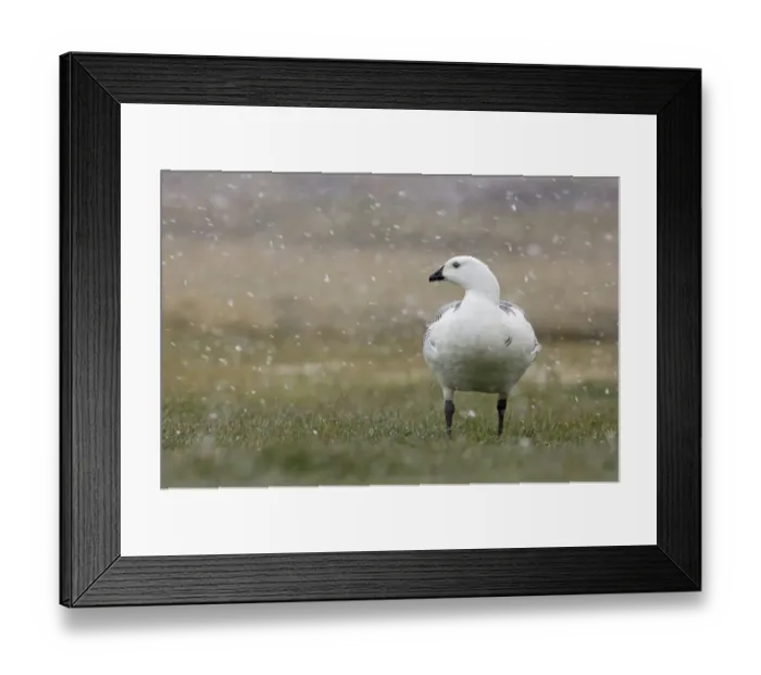 Framed Print : Upland Goose Chloephaga picta leucoptera male in blizzard Sea Lion Island Falklands Framed Print : Upland Goose Chloephaga picta leucoptera male in blizzard Sea Lion Island Falklands