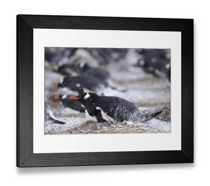 Framed Print : Gentoo Penguin Pygoscelis papua incubating adults in colony Sea Lion Island Falklands Framed Print : Gentoo Penguin Pygoscelis papua incubating adults in colony Sea Lion Island Falklands