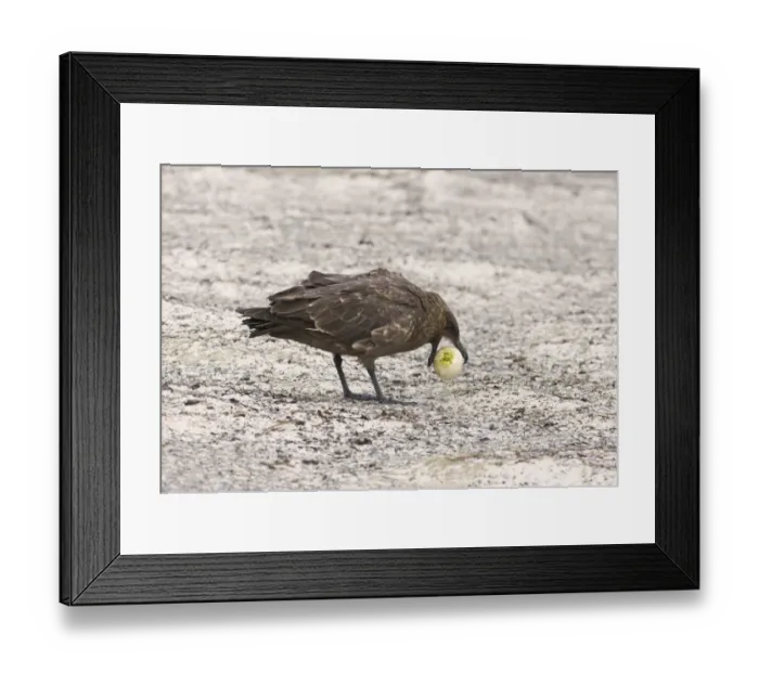 Framed Print : Falkland (Brown) Skua Catharacta antarctica stealing egg from Gentoo Penguins Sea Framed Print : Falkland (Brown) Skua Catharacta antarctica stealing egg from Gentoo Penguins Sea