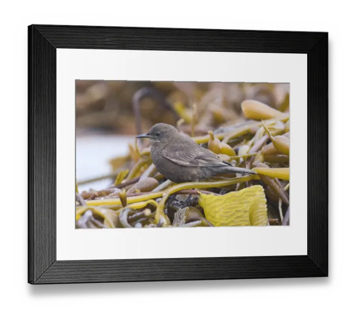 Framed Print : Blackish Cincloides Cinclodes antarcticus Sea Lion Island Falklands Framed Print : Blackish Cincloides Cinclodes antarcticus Sea Lion Island Falklands