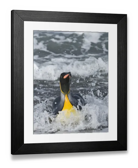 Framed Print : 004214 Framed Print : 004214