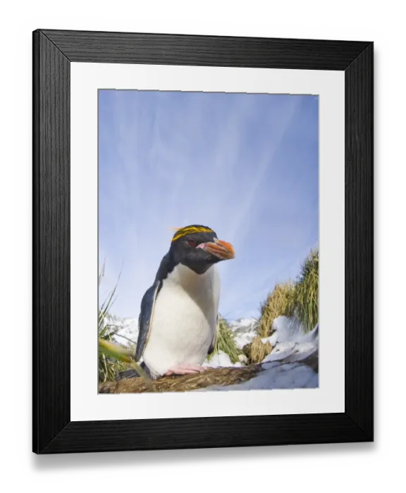 Framed Print : Macaroni Penguin Eudyptes chrysolophus Cooper Bay South Georgia November Framed Print : Macaroni Penguin Eudyptes chrysolophus Cooper Bay South Georgia November