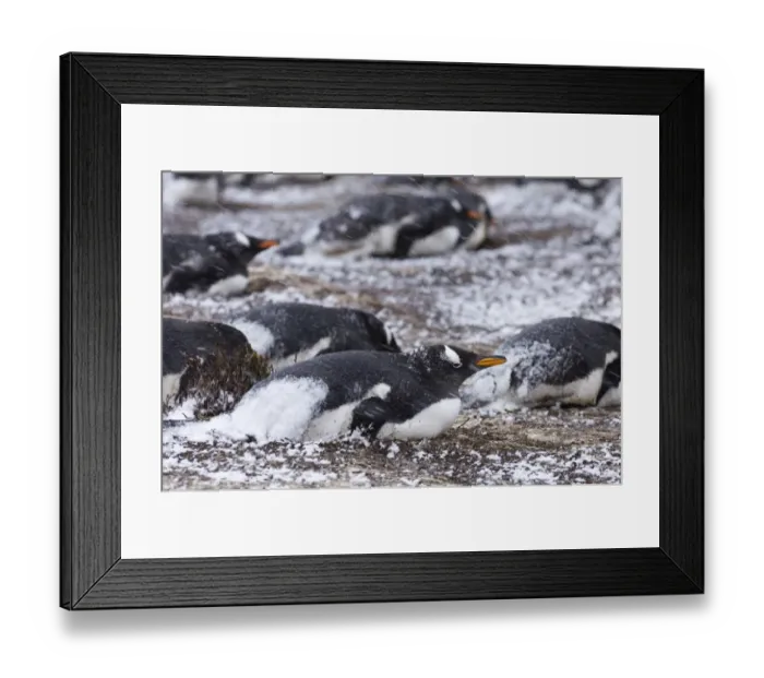 Framed Print : Gentoo Penguins Pygoscelis papua incubating on nests in colony on Sea Lion Island Framed Print : Gentoo Penguins Pygoscelis papua incubating on nests in colony on Sea Lion Island