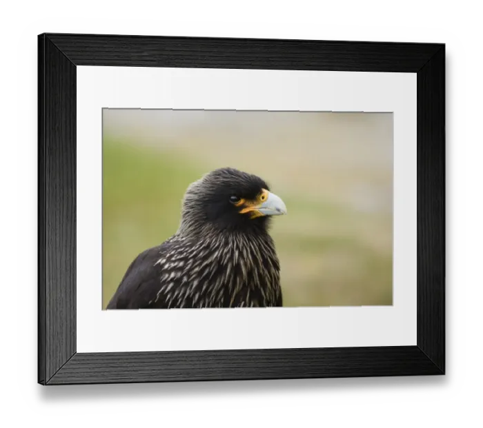 Framed Print : Striated Caracara Phalcoboenus australis (Johnny Rook) Sea Lion Island Falklands Framed Print : Striated Caracara Phalcoboenus australis (Johnny Rook) Sea Lion Island Falklands