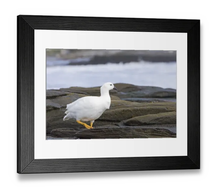 Framed Print : Kelp Goose Cloephaga hybrida malvinarum male Falklands November Framed Print : Kelp Goose Cloephaga hybrida malvinarum male Falklands November