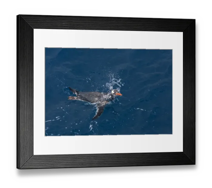 Framed Print : Gentoo Penguin Pygoscelis papua South Georgia Antarctica October Framed Print : Gentoo Penguin Pygoscelis papua South Georgia Antarctica October