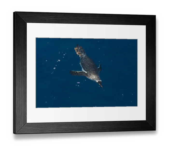 Framed Print : Gentoo Penguin Pygoscelis papua South Georgia Antarctica October Framed Print : Gentoo Penguin Pygoscelis papua South Georgia Antarctica October