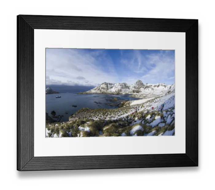 Framed Print : Macaroni Penguins Eudyptes chrysolophus and cruise passengers at colony in Cooper Framed Print : Macaroni Penguins Eudyptes chrysolophus and cruise passengers at colony in Cooper