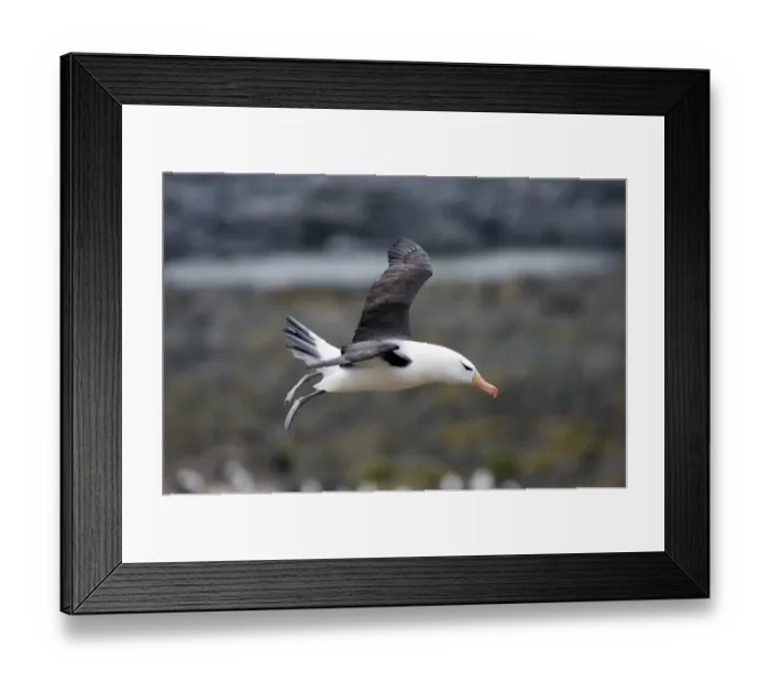 Framed Print : Black-browed Albatross Thalassarche melanophrys Steeple Jason Island Falklands November