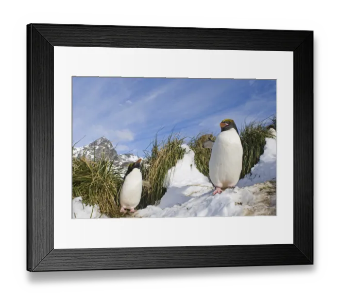 Framed Print : Macaroni Penguins Eudyptes chrysolophus at colony in Cooper Bay South Georgia November Framed Print : Macaroni Penguins Eudyptes chrysolophus at colony in Cooper Bay South Georgia November