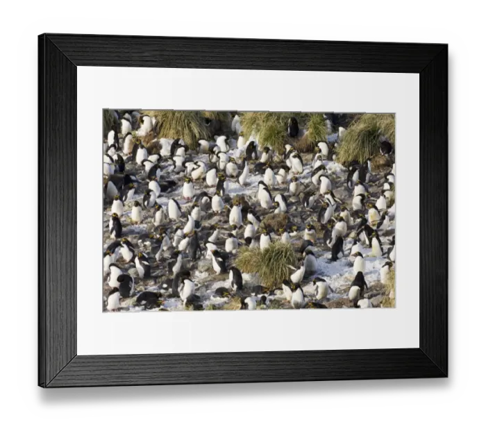 Framed Print : Macaroni Penguins Eudyptes chrysolophus at colony in Cooper Bay South Georgia November Framed Print : Macaroni Penguins Eudyptes chrysolophus at colony in Cooper Bay South Georgia November