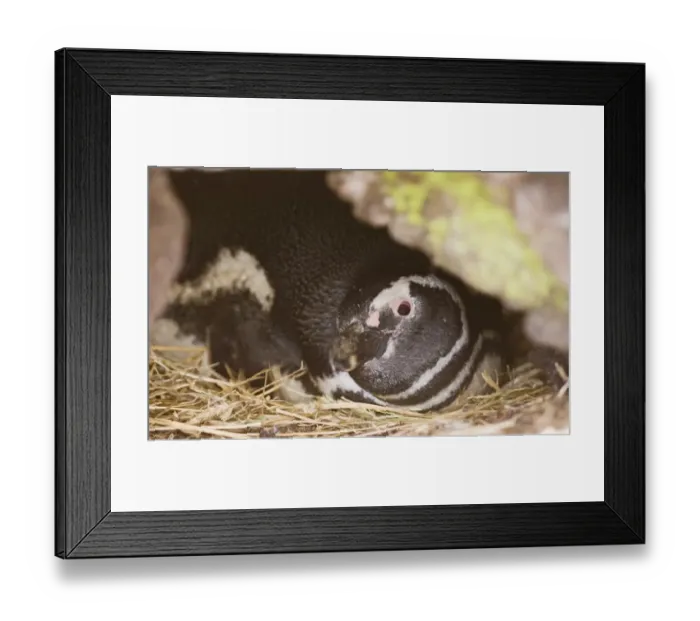Framed Print : Magellanic Penguin Spheniscus magellanicus incubating in nest burrow Sea Lion Island Framed Print : Magellanic Penguin Spheniscus magellanicus incubating in nest burrow Sea Lion Island