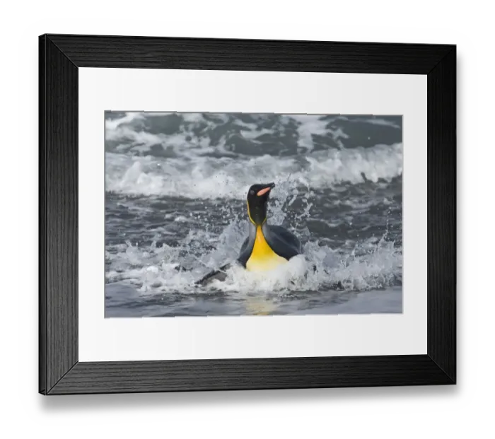 Framed Print : King Penguin coning ashore Aptenodytes patagonicus St Andrews Bay South Georgia November Framed Print : King Penguin coning ashore Aptenodytes patagonicus St Andrews Bay South Georgia November