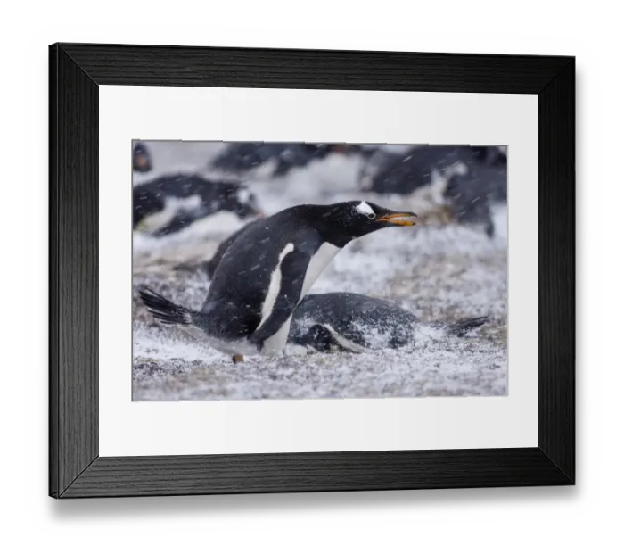 Framed Print : Gentoo Penguin Pygoscelis papua at colony in blizzard Sea Lion Island Falklands November Framed Print : Gentoo Penguin Pygoscelis papua at colony in blizzard Sea Lion Island Falklands November