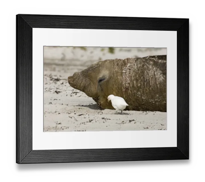 Framed Print : Adult Pale-faced Sheathbill Chionis alba feeding around Southern Elephant Seal Sea Framed Print : Adult Pale-faced Sheathbill Chionis alba feeding around Southern Elephant Seal Sea