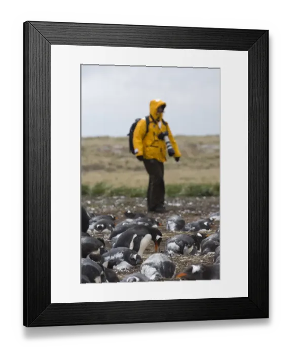 Framed Print : Tourists photographing Gentoo Penguins Pygoscelis papua colony on Sea Lion Island Framed Print : Tourists photographing Gentoo Penguins Pygoscelis papua colony on Sea Lion Island