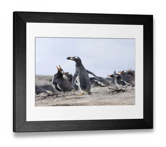 Framed Print : Gentoo Penguins Pygoscelis papua with stone for nest Sea Lion Island Falklands Framed Print : Gentoo Penguins Pygoscelis papua with stone for nest Sea Lion Island Falklands
