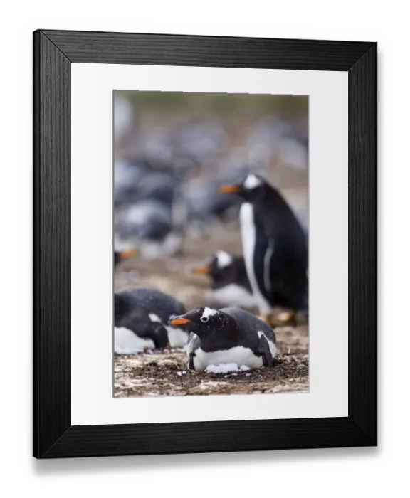 Framed Print : Gentoo Penguin Pygoscelis papua incubating in colony on Sea Lion Island Falklands Framed Print : Gentoo Penguin Pygoscelis papua incubating in colony on Sea Lion Island Falklands