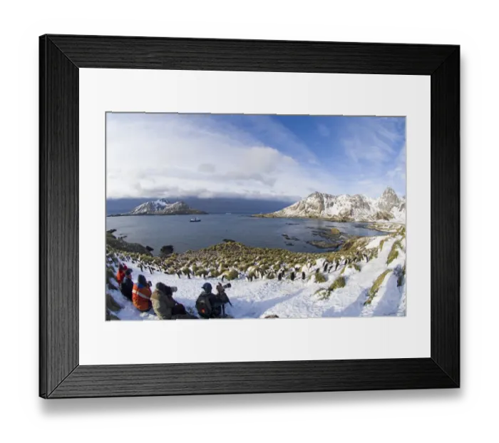 Framed Print : Tourists photographing Macaroni Penguins Eudyptes chrysolophus at colony in Cooper Framed Print : Tourists photographing Macaroni Penguins Eudyptes chrysolophus at colony in Cooper