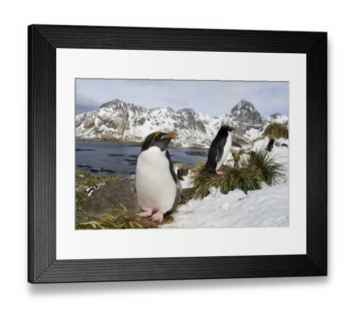 Framed Print : Macaroni Penguins Eudyptes chrysolophus at colony in Cooper Bay South Georgia November Framed Print : Macaroni Penguins Eudyptes chrysolophus at colony in Cooper Bay South Georgia November