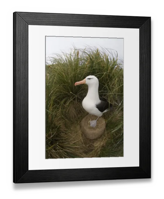 Framed Print : Black-browed Albatross Thalassarche melanophrys standing on nest Steeple Jason Island Framed Print : Black-browed Albatross Thalassarche melanophrys standing on nest Steeple Jason Island