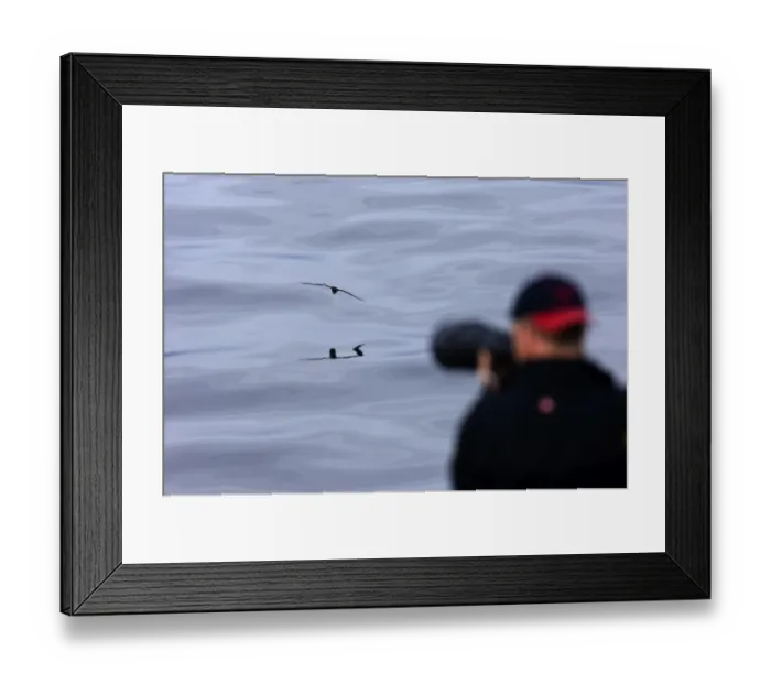 Framed Print : Photographer photographing Cape Petrel from Antarctic cruise ship Antarctica Framed Print : Photographer photographing Cape Petrel from Antarctic cruise ship Antarctica