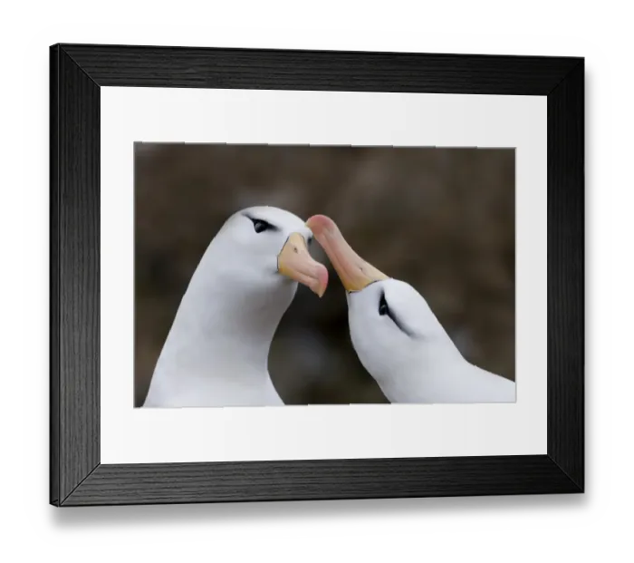 Framed Print : Black-browed Albatross Thalassarche melanophrys pair in courtship display New Island Framed Print : Black-browed Albatross Thalassarche melanophrys pair in courtship display New Island