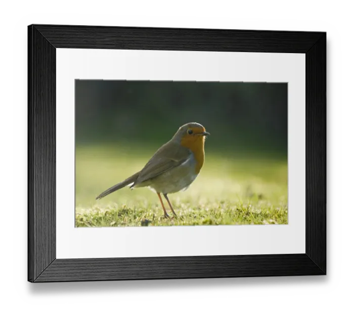 Framed Print : Robin Erithacus rubecula on garden lawn UK autumn Framed Print : Robin Erithacus rubecula on garden lawn UK autumn