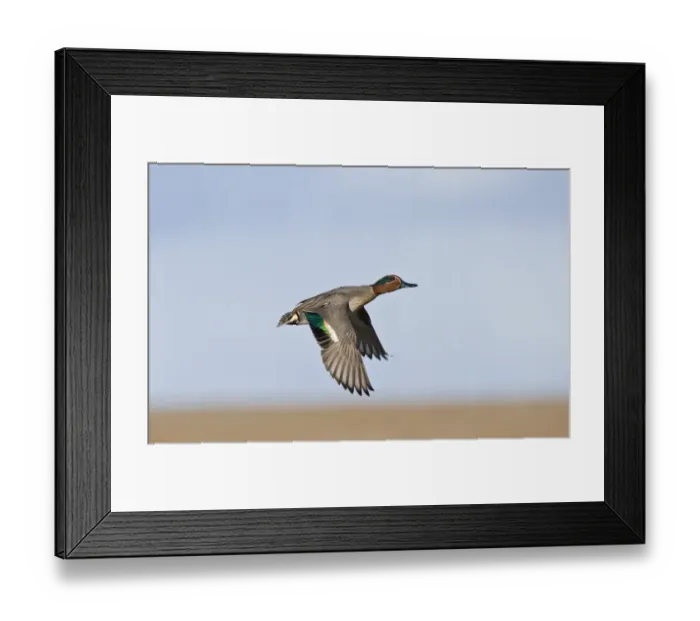 Framed Print : Teal Anas crecca male Salthouse Norfolk winter Framed Print : Teal Anas crecca male Salthouse Norfolk winter