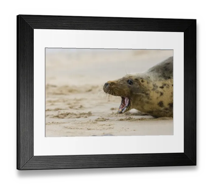Framed Print : Grey Seal Halichoerus gryphus female Norfolk winter Framed Print : Grey Seal Halichoerus gryphus female Norfolk winter