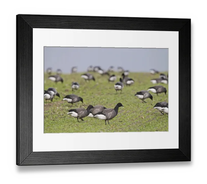 Framed Print : Brent Geese Branta bernicla grazing on farmers crop of winter wheat Norfolk winter Framed Print : Brent Geese Branta bernicla grazing on farmers crop of winter wheat Norfolk winter