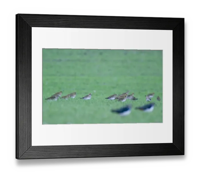 Framed Print : Golden Plover Pluvialis apricaria in winter wheat field Norfolk winter