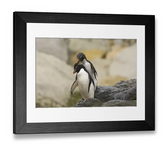 Framed Print : Rockhopper Penguins Eudyptes chrysocome Falklands Framed Print : Rockhopper Penguins Eudyptes chrysocome Falklands