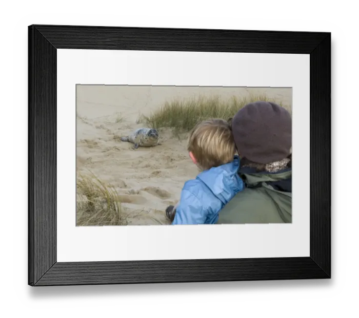 Framed Print : Young boy and mother looking at Grey Seal pup on Norfolk beach autumn Framed Print : Young boy and mother looking at Grey Seal pup on Norfolk beach autumn