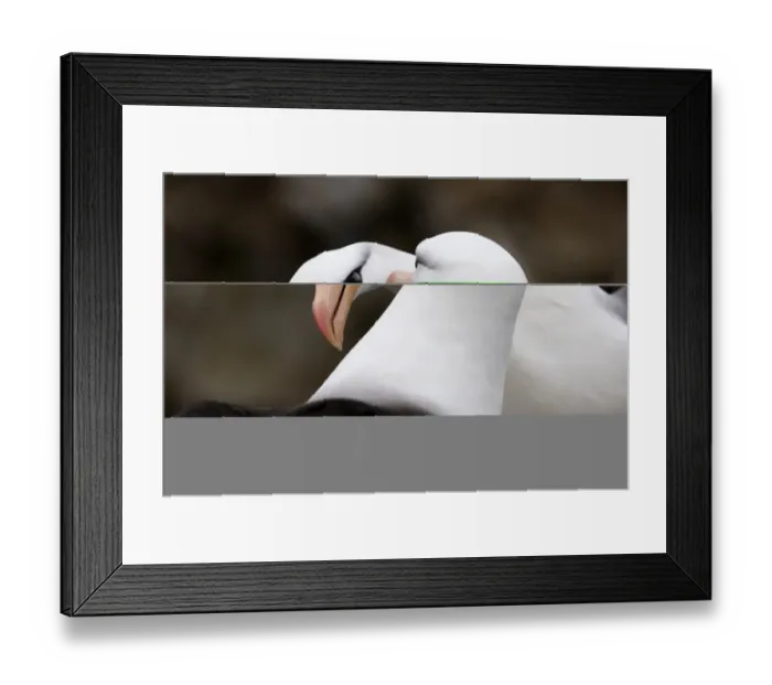 Framed Print : Black-browed Albatross Thalassarche melanophrys pair in courtship display New Island Framed Print : Black-browed Albatross Thalassarche melanophrys pair in courtship display New Island