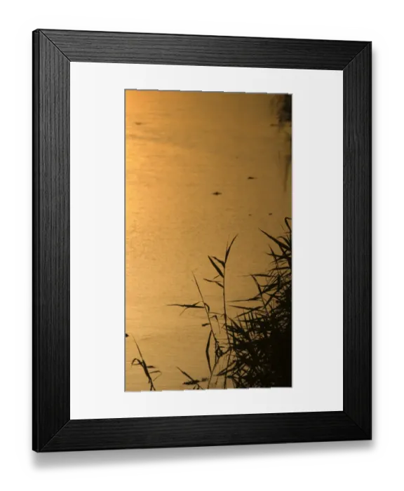 Framed Print : Reed fringed dyke at Titchwell RSPB Reserve Norfolk summer Framed Print : Reed fringed dyke at Titchwell RSPB Reserve Norfolk summer