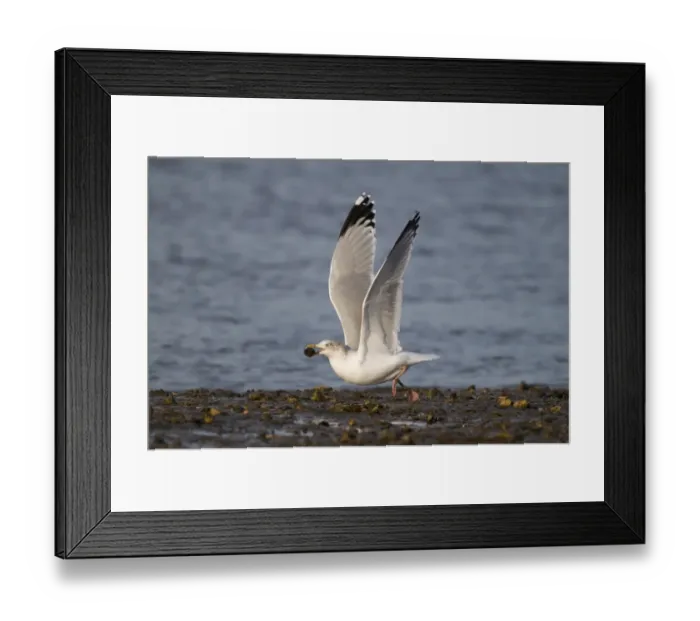 Framed Print : Herring Gull Larus argentatus taking off to drop mussel to smash shell Brancaster Framed Print : Herring Gull Larus argentatus taking off to drop mussel to smash shell Brancaster