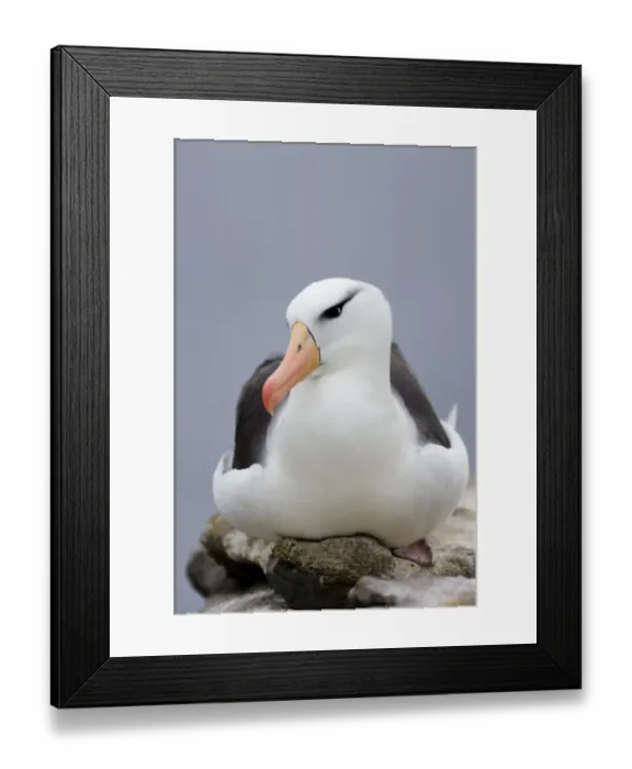 Framed Print : Black-browed Albatross Thalassarche melanophrys Steeple Jason Island Falklands November