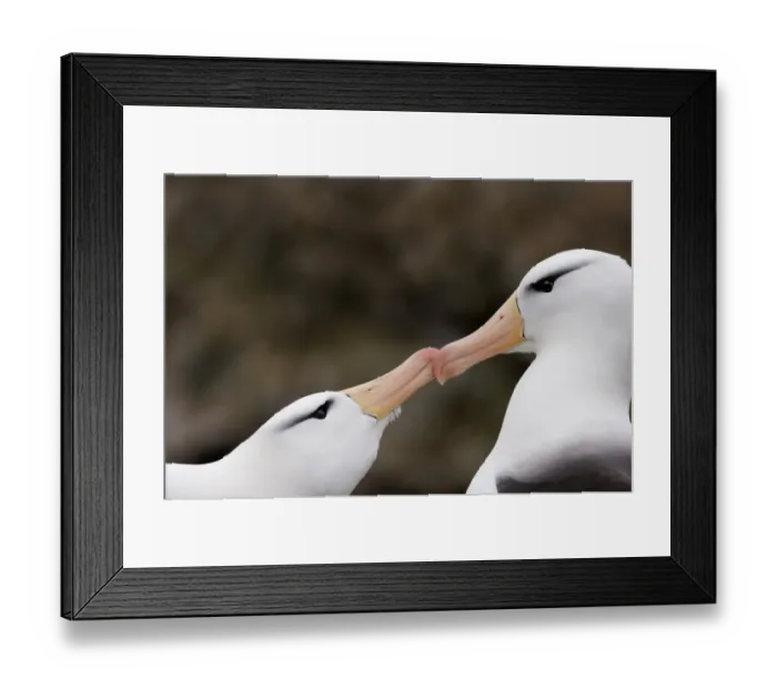 Framed Print : Black-browed Albatross Thalassarche melanophrys pair in courtship display New Island Framed Print : Black-browed Albatross Thalassarche melanophrys pair in courtship display New Island