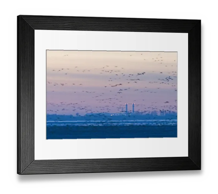 Framed Print : Pink-footed Geese Anser brachyrynchus arriving at roost in The Wash after dark Framed Print : Pink-footed Geese Anser brachyrynchus arriving at roost in The Wash after dark