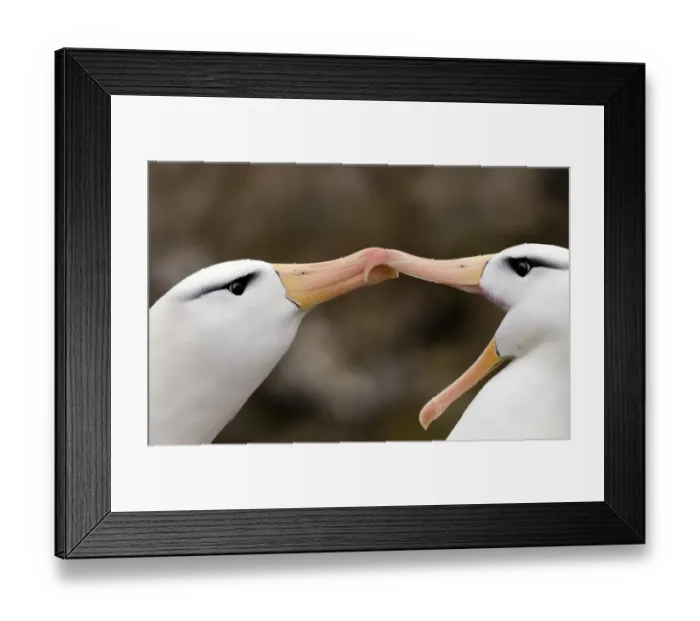 Framed Print : Black-browed Albatross Thalassarche melanophrys pair in courtship display New Island Framed Print : Black-browed Albatross Thalassarche melanophrys pair in courtship display New Island