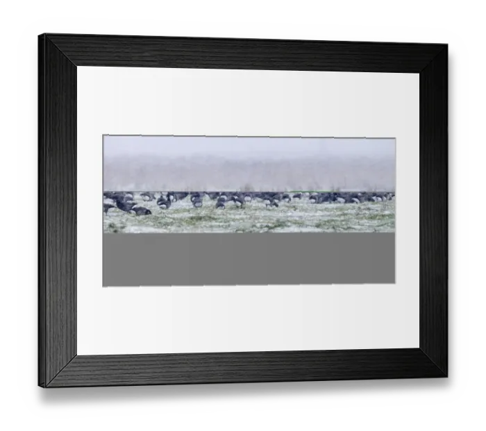 Framed Print : Brent Geese Branta bernicla in blizzard Cley Norfolk November Framed Print : Brent Geese Branta bernicla in blizzard Cley Norfolk November