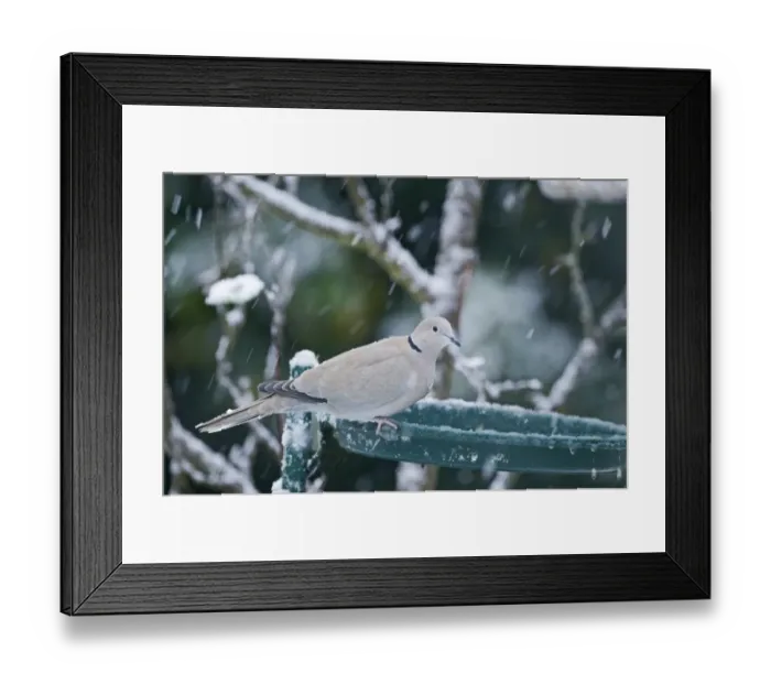 Framed Print : Collared Dove Streptopelia decaocto at bird bath in garden winter